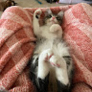 Meet your Posher, Arabella